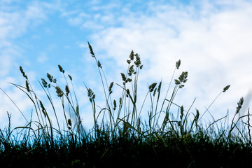 Fototapeta premium Silhouetted Grasses against a blue and white sky