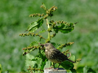 Meadow pipit with food for its young