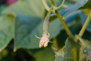 Small cucumber on a bed. The young cucumber spet on a bed.