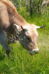 eine gesunde Kuh weidet auf einer natürlichen Wiese