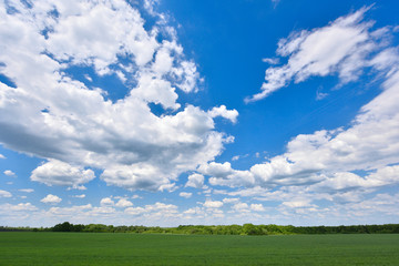Fototapeta na wymiar Field of young green wheat and blue sky with clouds