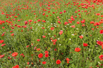 Orange Poppy and Daisy Field in Italy