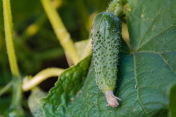 Small cucumber on a bed. The young cucumber spet on a bed.