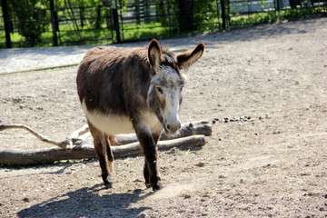 Fototapeta premium Esel