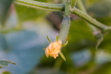 Small cucumber on a bed. Blossoming of a cucumber.