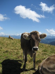 Kuh auf dem Berg
