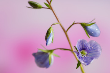 Germander speedwell, or Veronica chamaedrys -  herbaceous perennial species of flowering plant