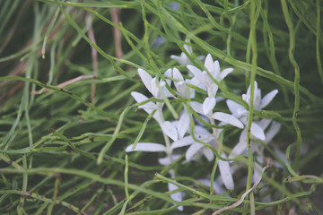 Spring/Autumn flowers