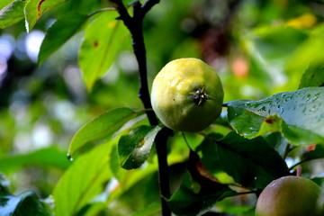 Green leaves of an apple tree, in the orchard, in spring.