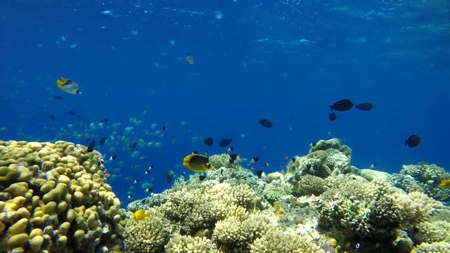 Coral reef, tropical fish. Warm ocean and clear water. Underwater world.