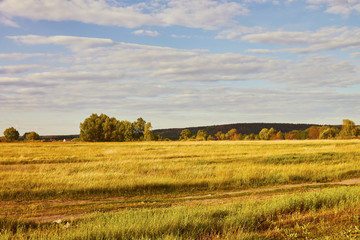 Obraz premium Landscape with green and yellow grass with beautiful clouds in the background on a bright sunny day