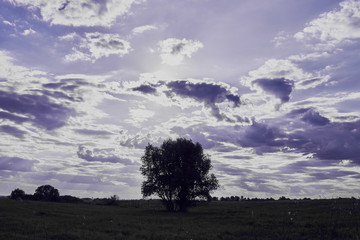 Landscape with green grass with beautiful clouds in the background at sunset