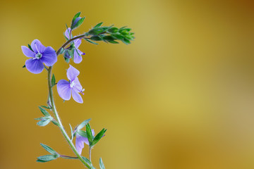 Germander speedwell, or Veronica chamaedrys -  herbaceous perennial species of flowering plant