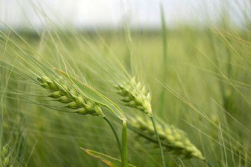 Green corn and the wheat in the fields in cloudy weather, beautiful landscape
