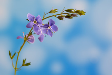 Germander speedwell, or Veronica chamaedrys -  herbaceous perennial species of flowering plant