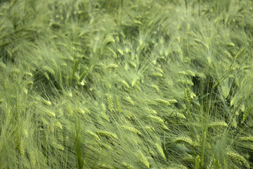 Green corn and the wheat in the fields in cloudy weather, beautiful landscape