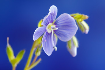 Germander speedwell, or Veronica chamaedrys -  herbaceous perennial species of flowering plant