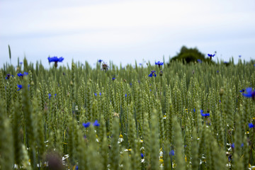 Cornflowers, chamomile and wheat grow in the field. Flowering wild flowers, background