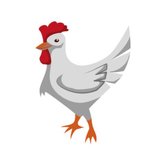 Rooster farm bird