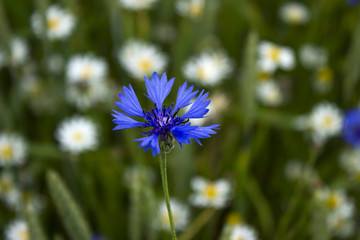 Cornflowers, chamomile and wheat grow in the field. Flowering wild flowers, background