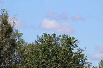 Obraz premium jastrząb