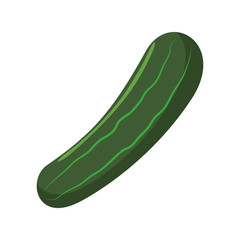 Fresh cucumber vegetable