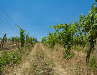 Obraz premium Reben in Italien