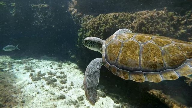 Loggerhead sea turtle swimming in the caribbean coral reef in slow motion.