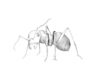 Ilustración a lápiz de una hormiga