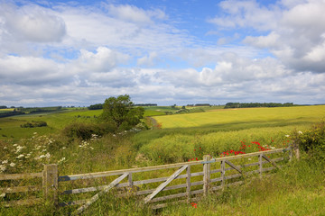 Fototapeta na wymiar scenic landscape with poppies