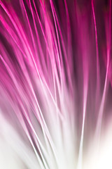 Abstract blurred purple flower natural background