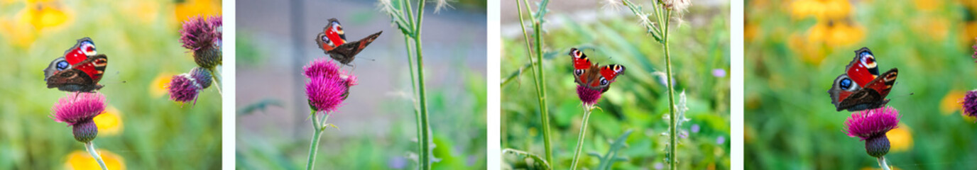 Grußkarte: Butterfly in a summer meadow - Schmetterling (Tagpfauenauge) in bunter Sommerwiese -...
