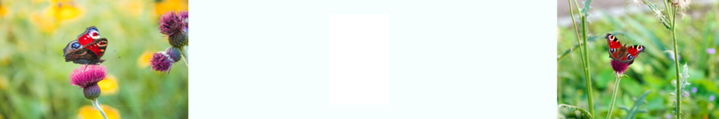 Greeting Card: Garden with flowers and butterfly -  Grußkarte: Banner mit Schmetterlingen in...