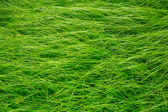 Green long grass in the wind, Green background