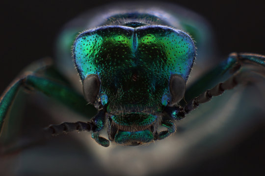 Head of beetle - Spanish fly (Lytta vesicatoria). Macro
