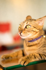 猫（ベンガル・茶トラ）