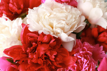 Beautiful colorful peonies as background