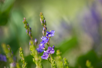 Veronica Prostrata