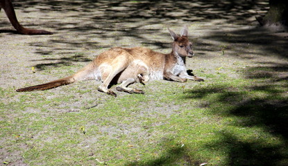 Känguru mit Jungem