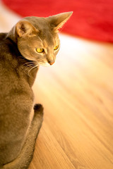 ネコ（アビシニアン）・室内・振り返る