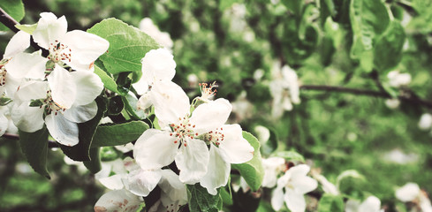 Panorama blossoming apple-tree