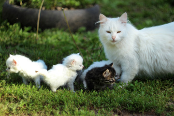 White cat with grey, white and black kittens on grass resting, summer