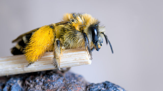Biene mit frisch gesammeltem gelben Pollen an den Hinterbeinen