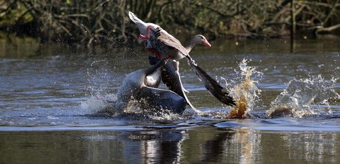 Zwei G&auml;nse k&auml;mpfen im Wasser