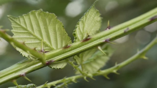 Close up shot of the thorns on the stem of a wild blackberry bush bramble.