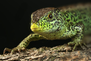 grüne Eidechse Portrait aus der Froschperspektive