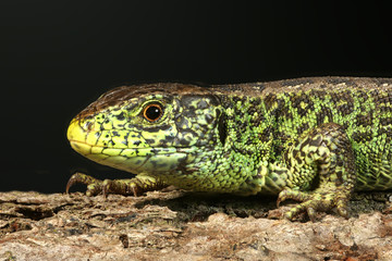 Eidechse aus der Froschperspektive