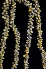 Tiny Snail Shells on a String on Black Background