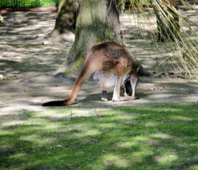 Känguru mit Jungem