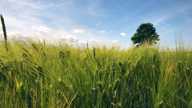 Field of barley blowing in the wind